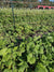 Pole Bean Seeds - Lazy Wife Greasy