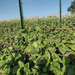 Pole Bean Seeds - Lazy Wife Greasy - Sow True Seed