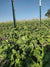 Pole Bean Seeds - Lazy Wife Greasy