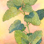 Lemon Balm Seeds - Sow True Seed
