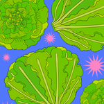 Lettuce Seeds - Buttercrunch - Sow True Seed