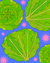 Lettuce Seeds - Buttercrunch