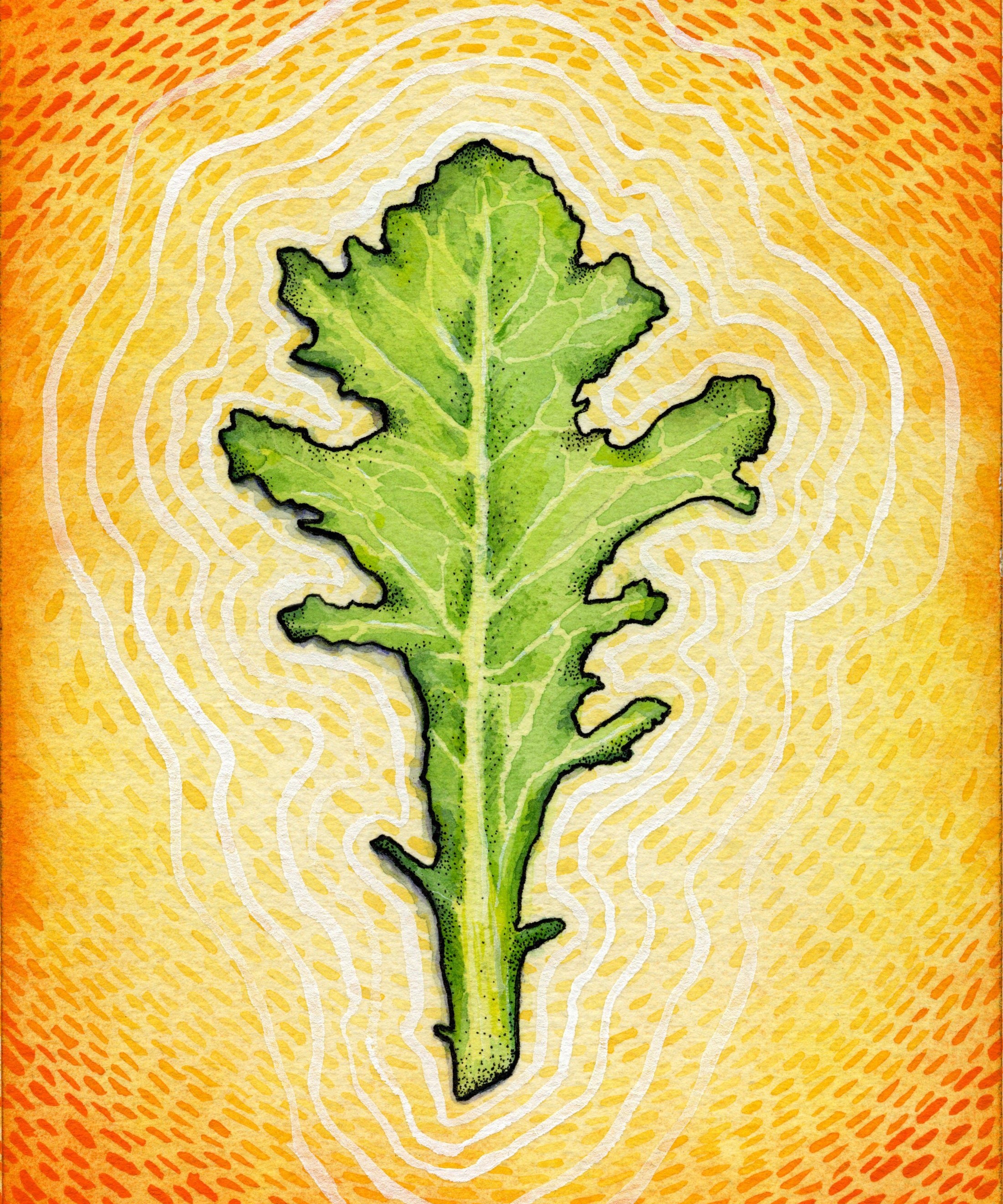 Lettuce Seeds - Green Oakleaf - Sow True Seed