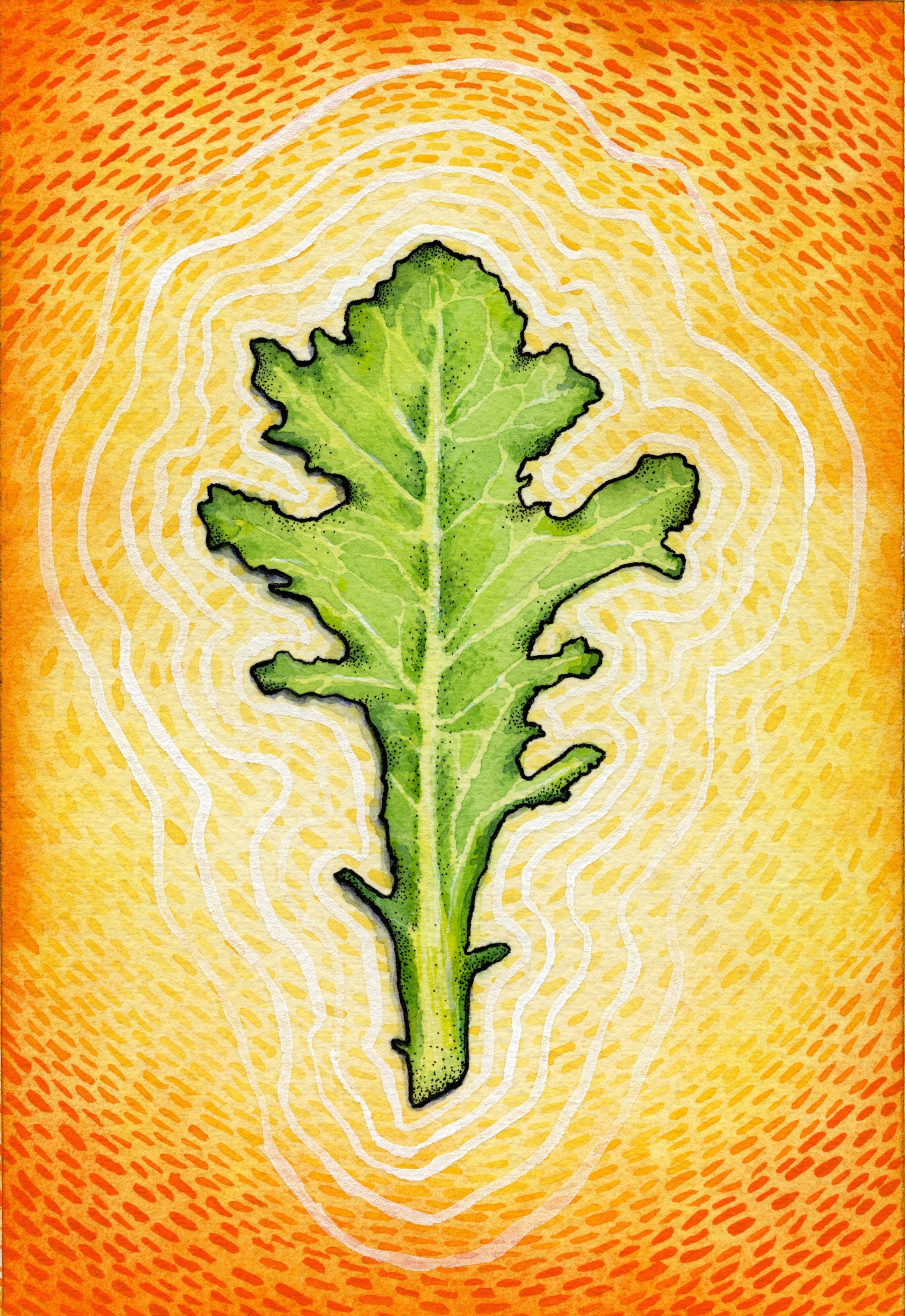 Lettuce Seeds - Green Oakleaf - Sow True Seed