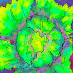 Lettuce Seeds - Iceberg - Sow True Seed