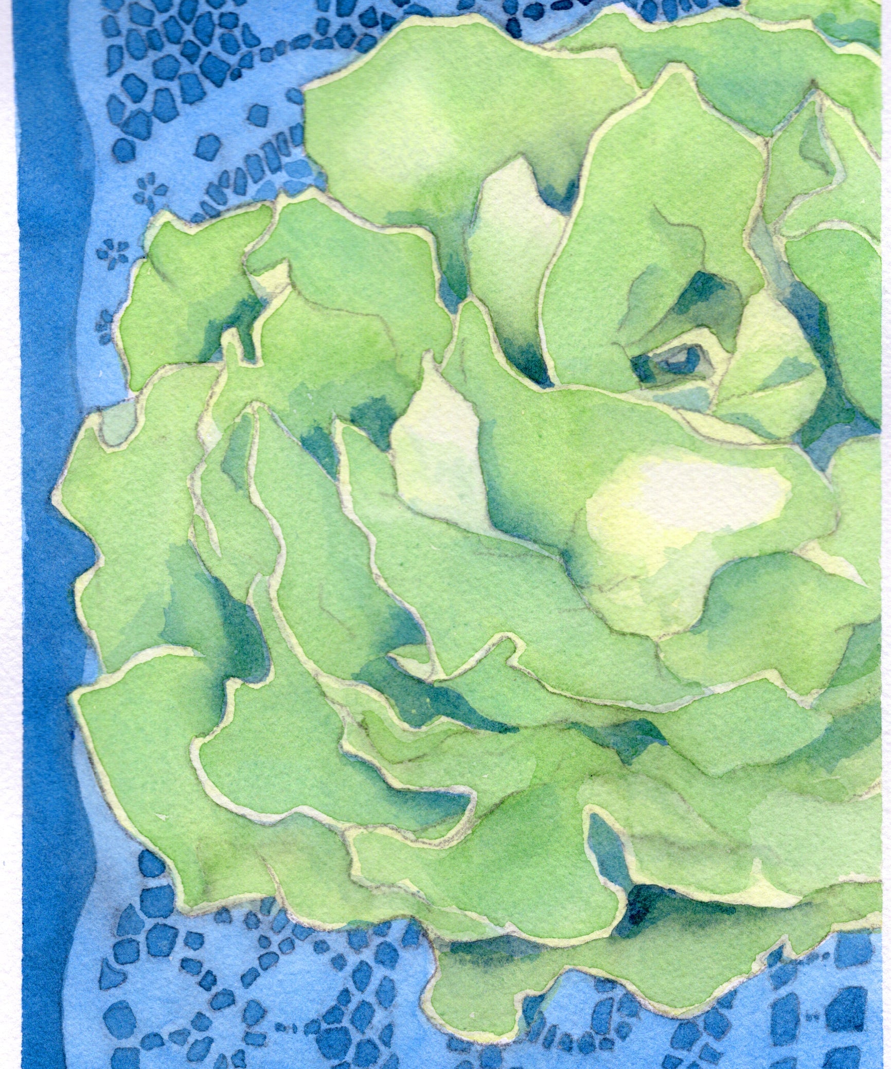 Lettuce Seeds - Kagraner Sommer - Sow True Seed