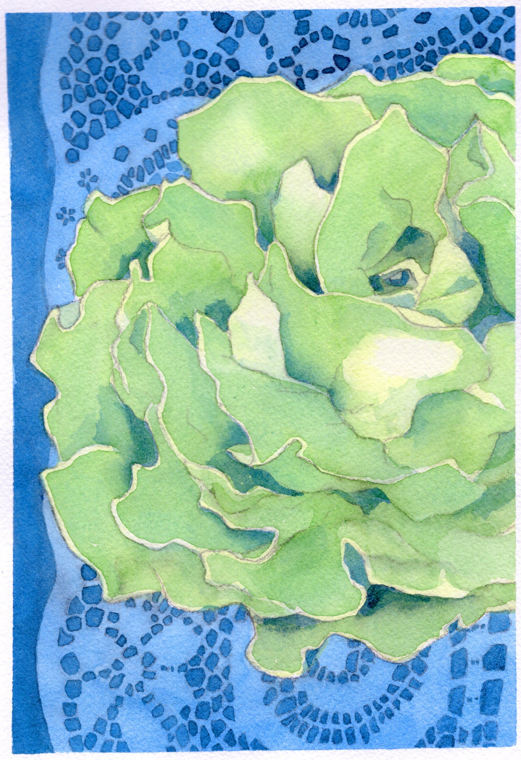 Lettuce Seeds - Kagraner Sommer - Sow True Seed