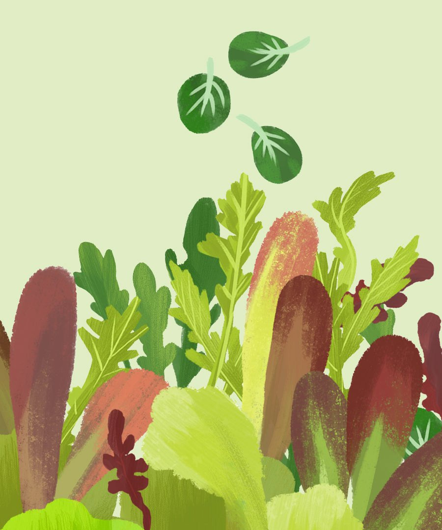 Lettuce Seeds - Herb Salad Mix - Sow True Seed