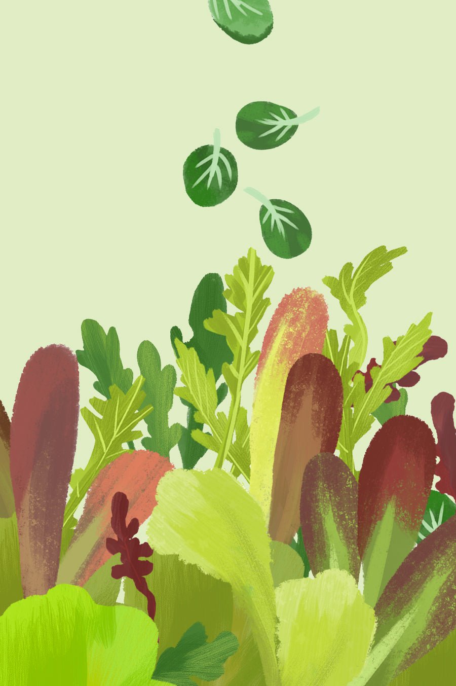 Lettuce Seeds - Herb Salad Mix - Sow True Seed