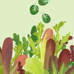 Lettuce Seeds - Herb Salad Mix - Sow True Seed
