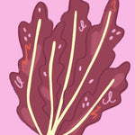 Lettuce Seeds - Red Salad Bowl, ORGANIC - Sow True Seed