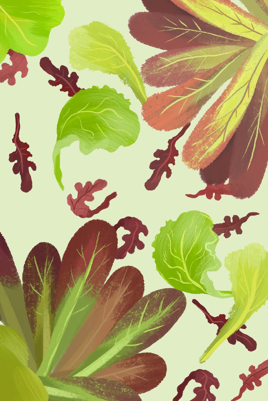 Lettuce Seeds - Lettuce Mix, ORGANIC - Sow True Seed