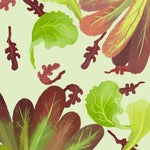 Lettuce Seeds - Lettuce Mix, ORGANIC - Sow True Seed