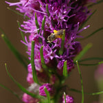 Liatris Seeds - Dense Blazing Star - Sow True Seed
