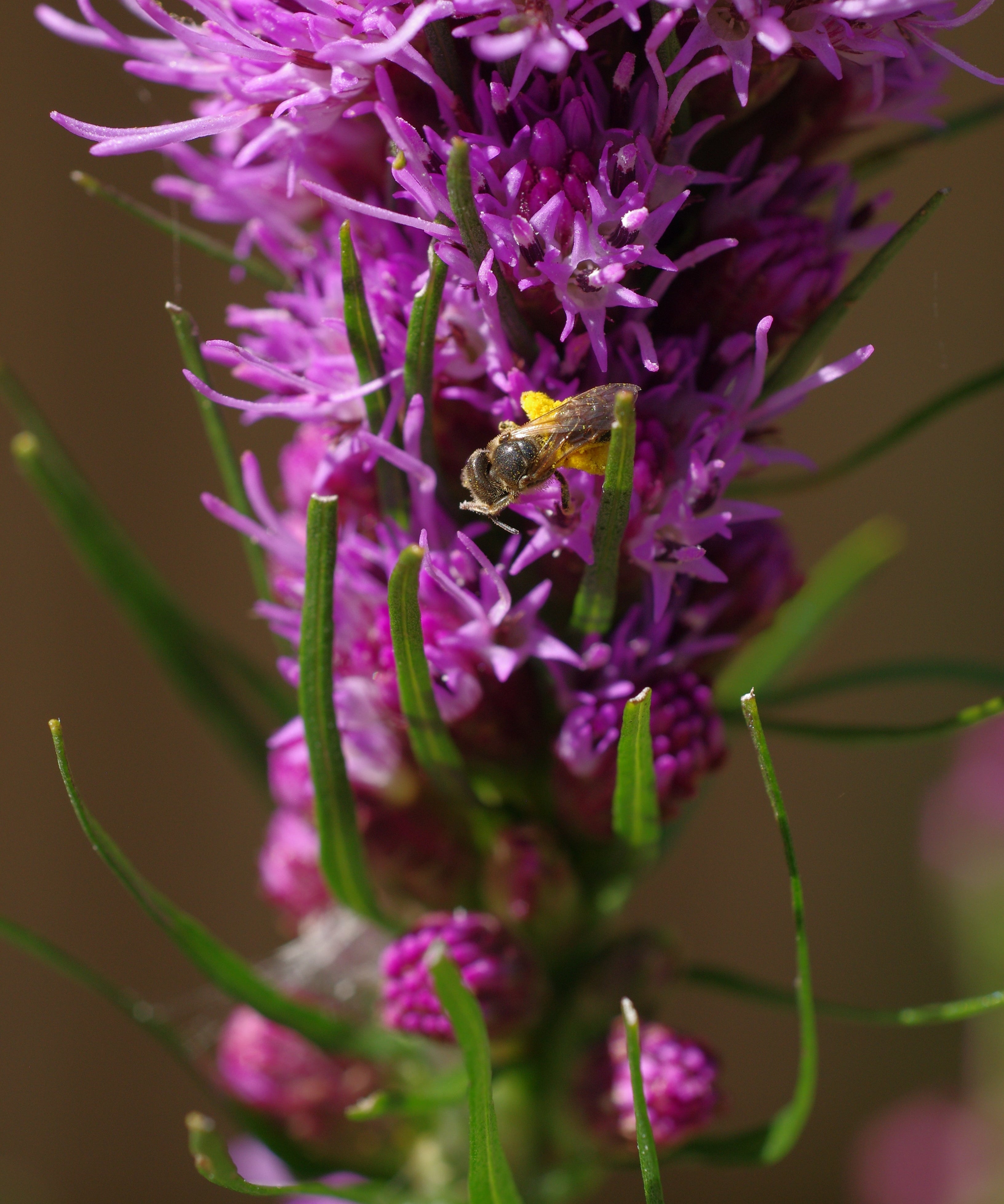 Liatris Seeds - Dense Blazing Star - Sow True Seed