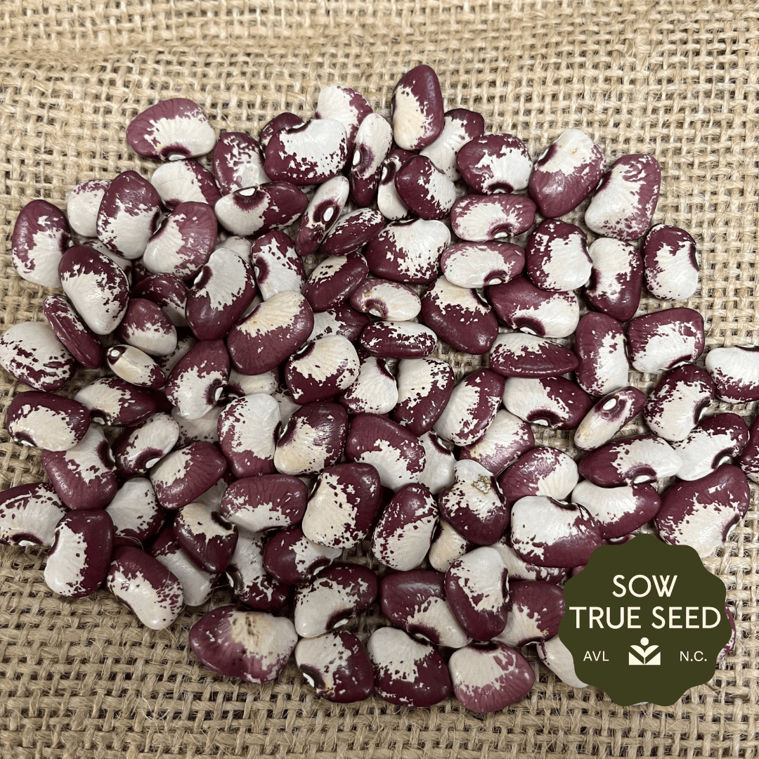 Lima Bean Seeds - Aubrey Deane - Sow True Seed