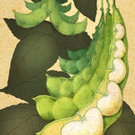 Lima Bean Seeds - Henderson Bush - Sow True Seed