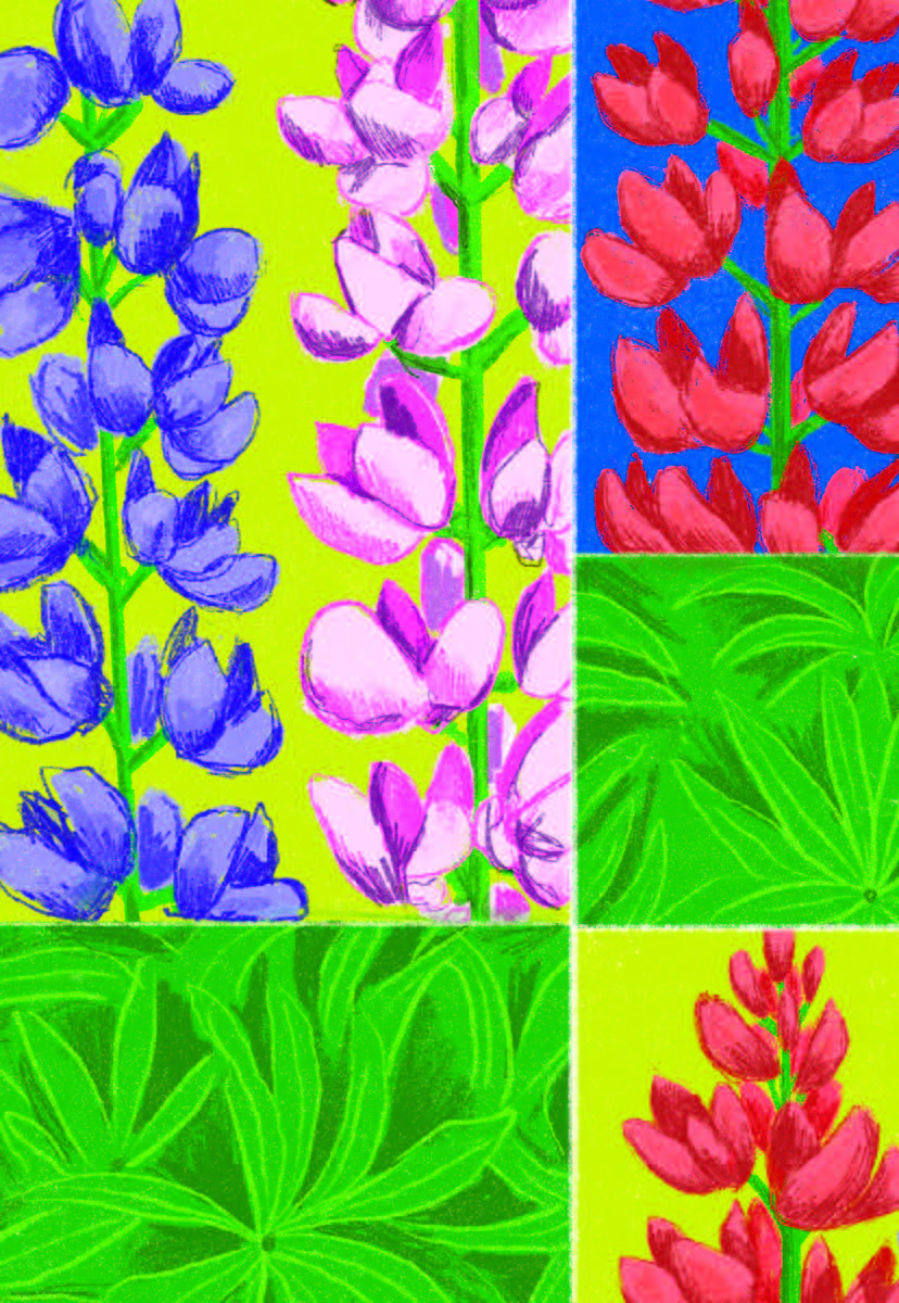 Lupine Seeds - Lupine Russell Mix - Sow True Seed