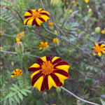 Marigold Seeds - Pinwheel - Sow True Seed