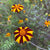 Marigold Seeds - Pinwheel - Sow True Seed