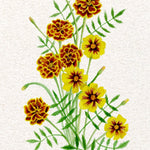 Marigold Seeds - Sparky Mix - Sow True Seed