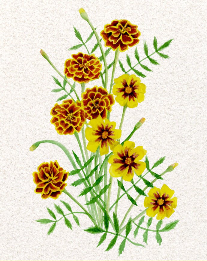 Marigold Seeds - Sparky Mix - Sow True Seed