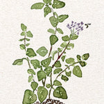 Marjoram Seeds - Sweet - Sow True Seed