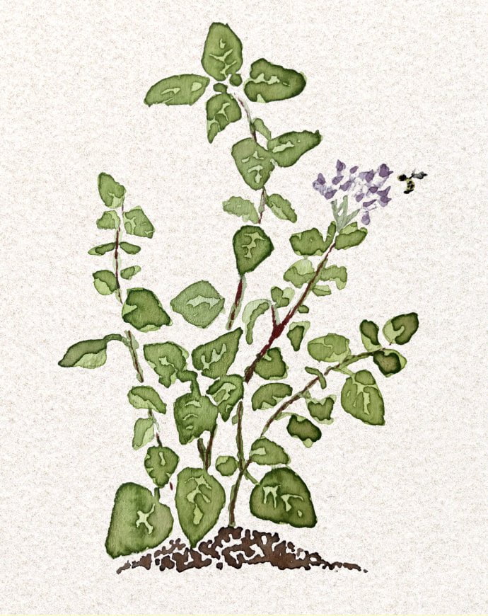 Marjoram Seeds - Sweet - Sow True Seed