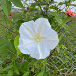 Moonflower Seeds - Sow True Seed