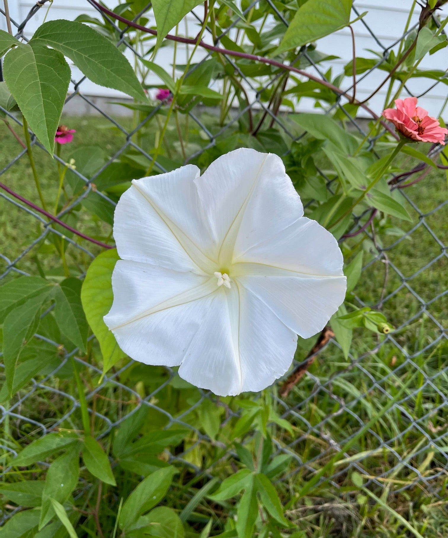 Moonflower Seeds - Sow True Seed