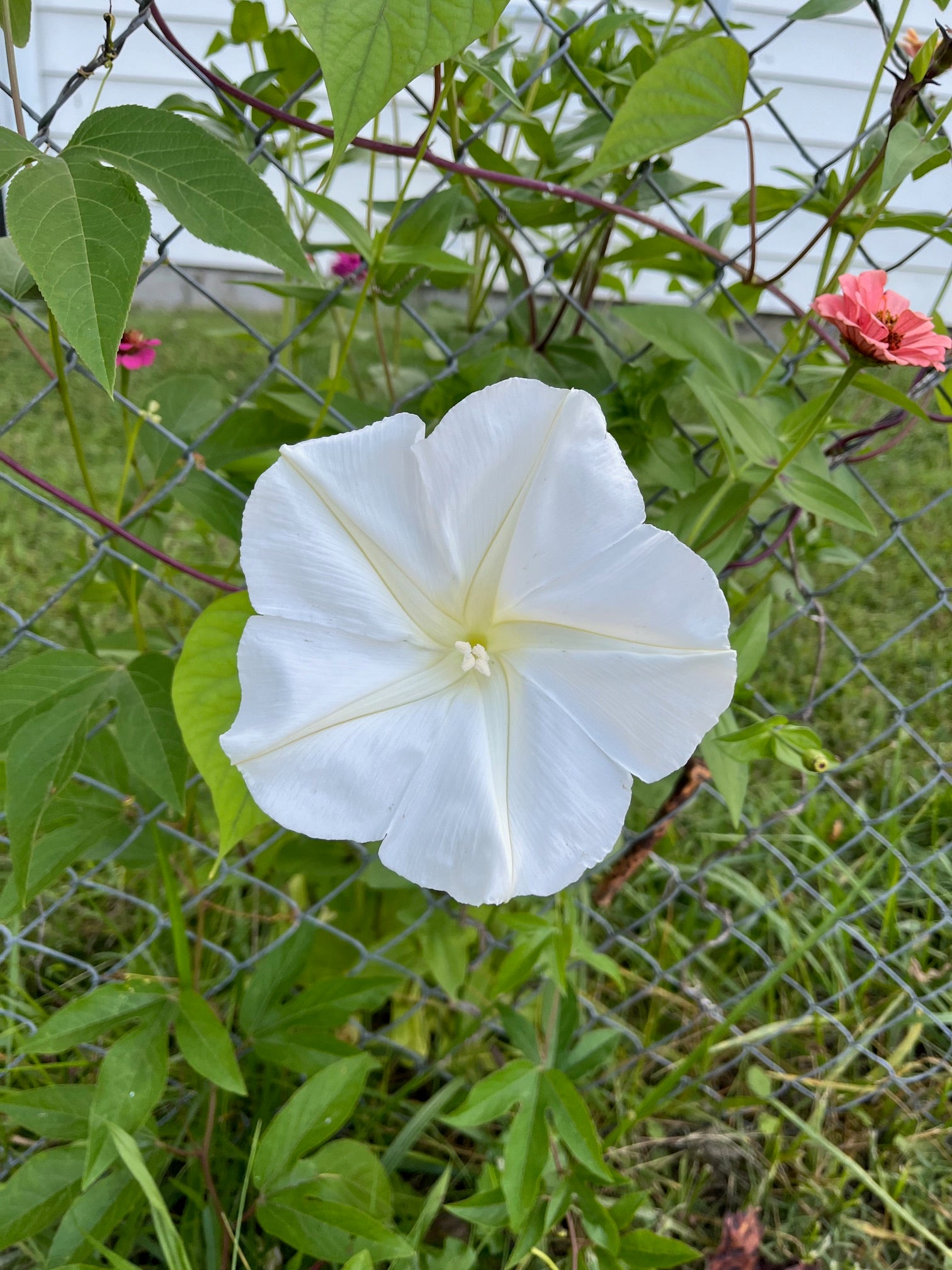 planting moon flowers from seed Moonflower Seeds