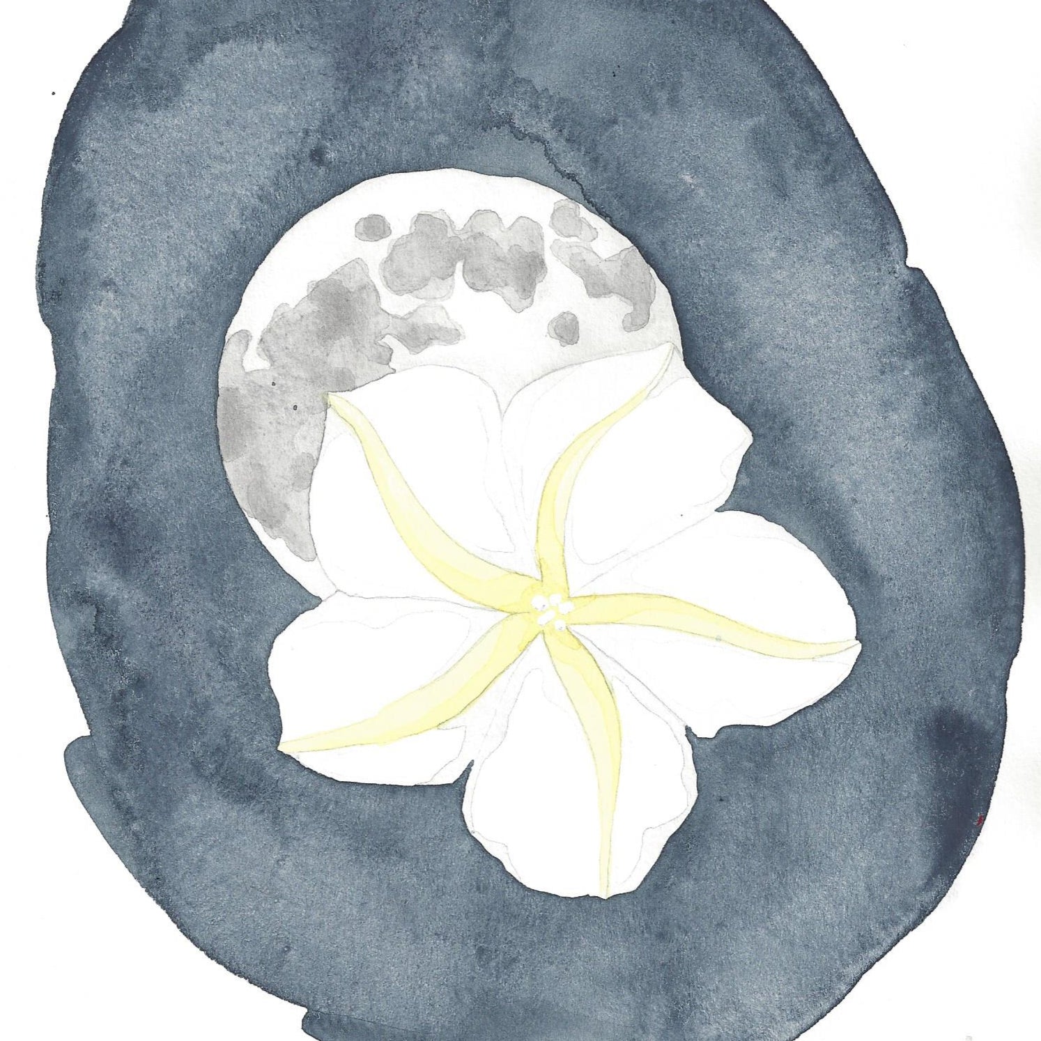 Moonflower Seeds - Sow True Seed
