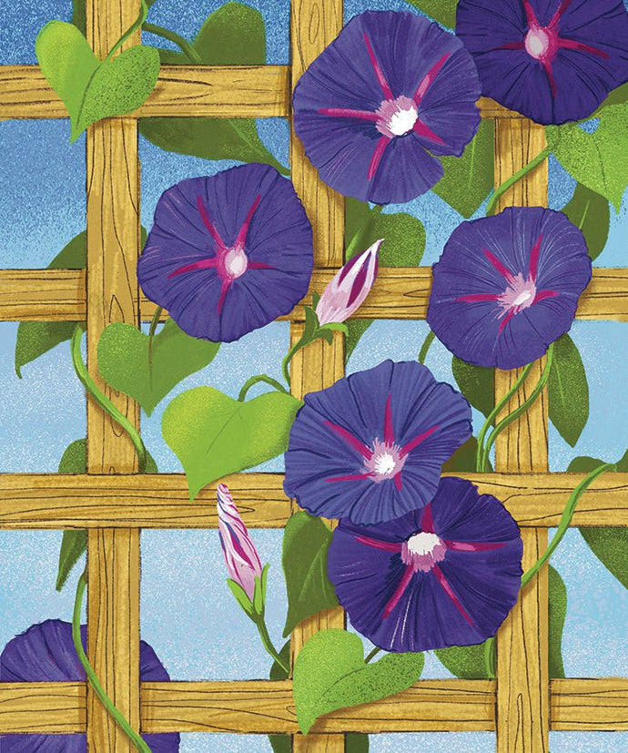 Morning Glory Seeds - Grandpa Ott's - Sow True Seed