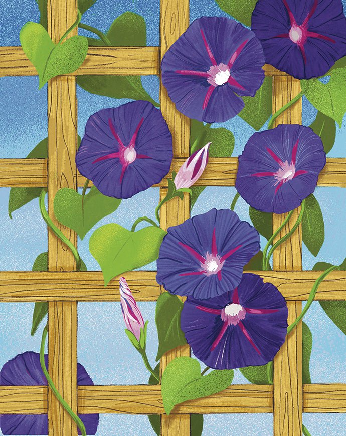 where are the seeds in morning glory Morning Glory seed