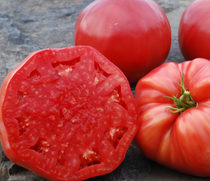 Slicing Tomato Seeds - Halladay's Mortgage Lifter - Sow True Seed