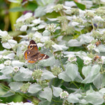 Mountain Mint Seeds - Clustered - Sow True Seed