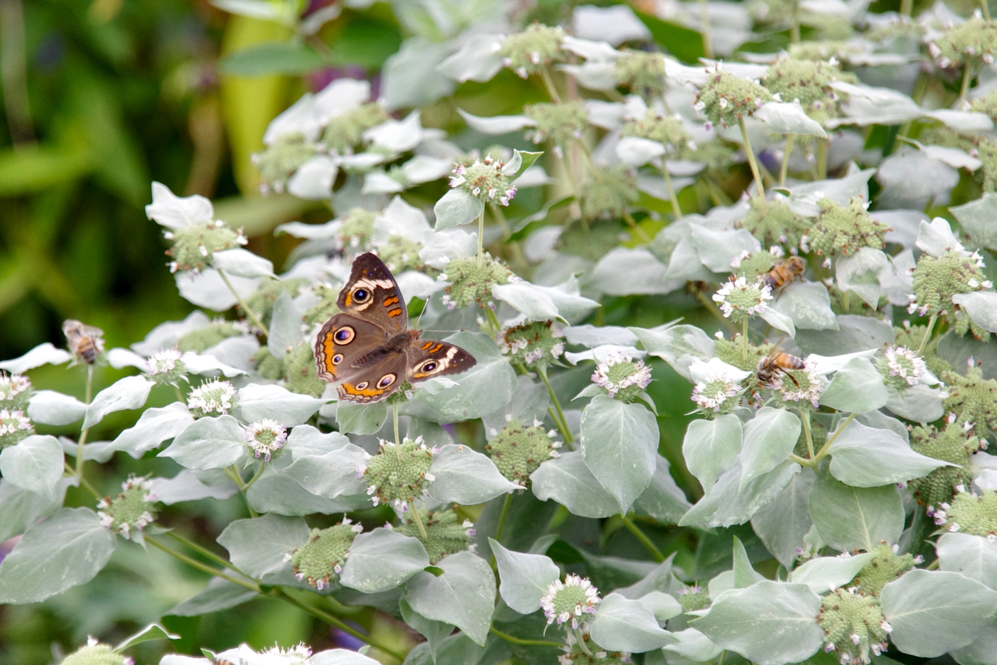Mountain Mint Seeds - Clustered - Sow True Seed