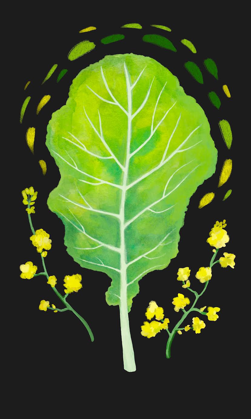 Mustard Greens Seeds - Florida Broadleaf - Sow True Seed