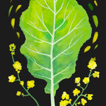 Mustard Greens Seeds - Florida Broadleaf - Sow True Seed