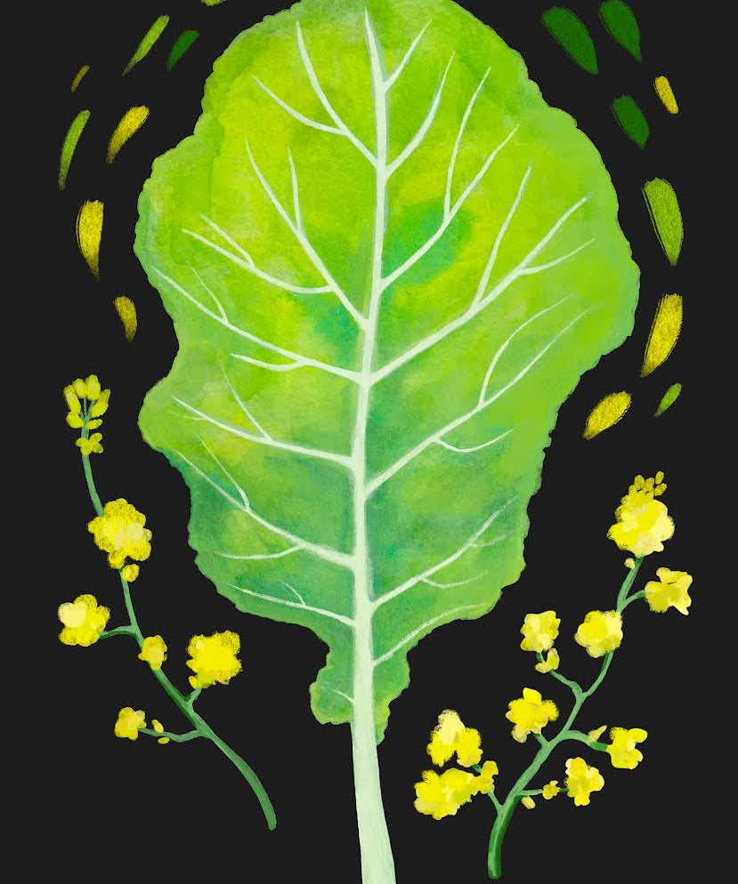 Mustard Greens Seeds - Florida Broadleaf - Sow True Seed