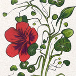 Nasturtium Seeds - Empress of India - Sow True Seed