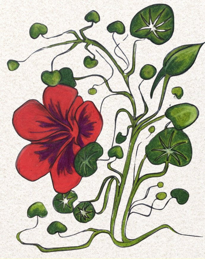 Nasturtium Seeds - Empress of India - Sow True Seed