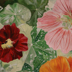 Nasturtium Seeds - Alaska Mix - Sow True Seed