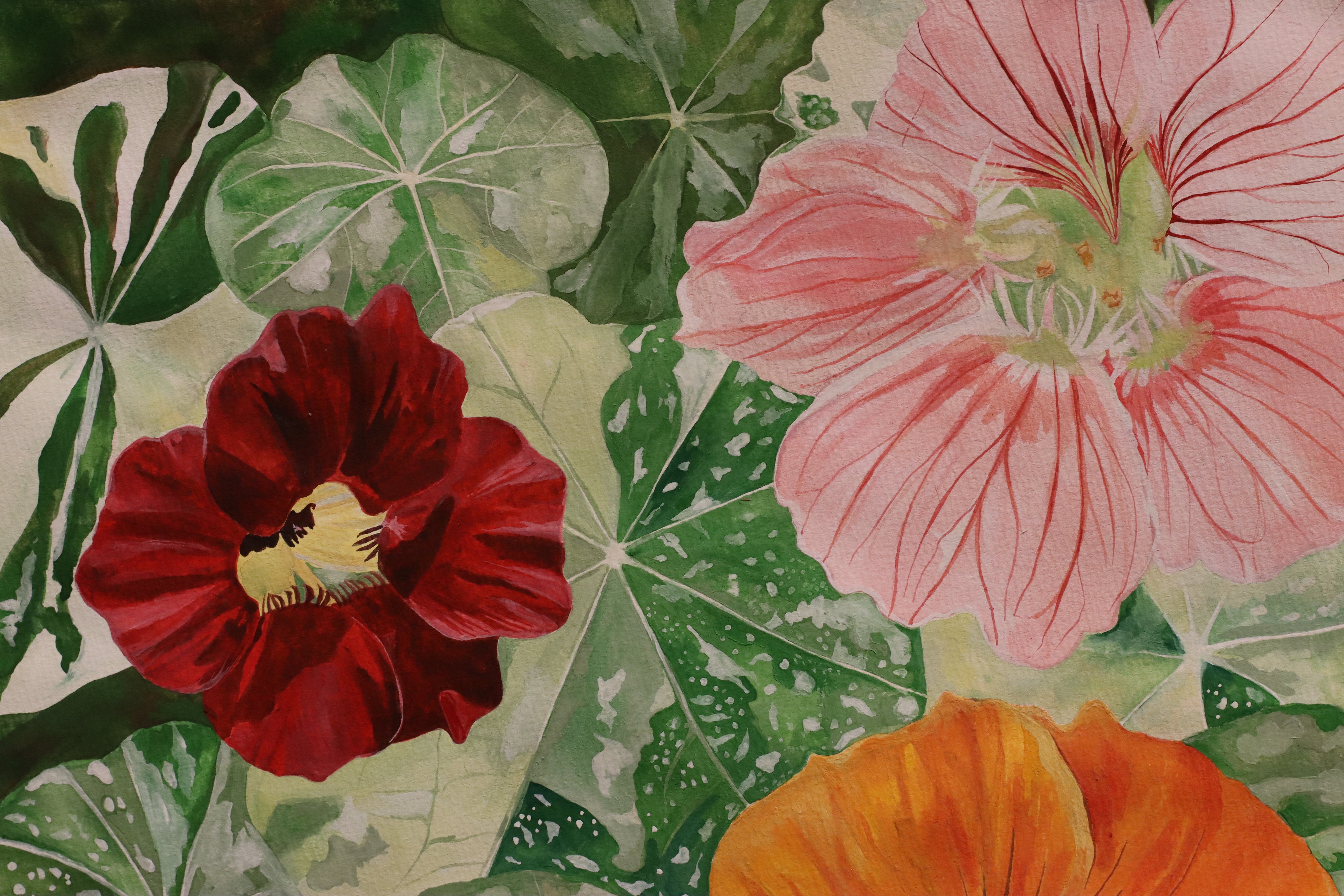 Nasturtium Seeds - Alaska Mix - Sow True Seed