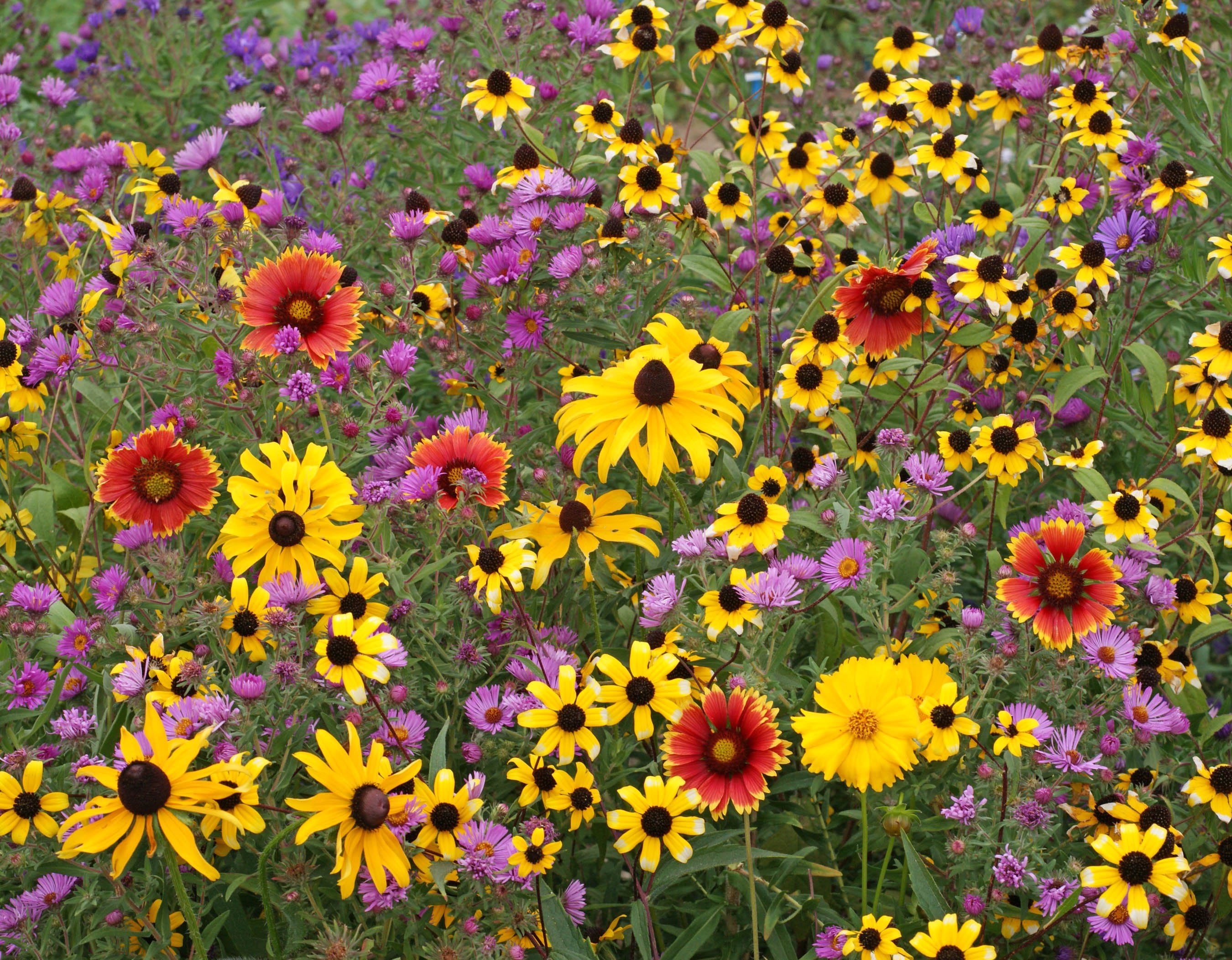 Flower Seed Mix - Northeast Native - Sow True Seed