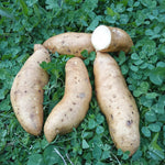 Norton Sweet Potatoes - Sow True Seed