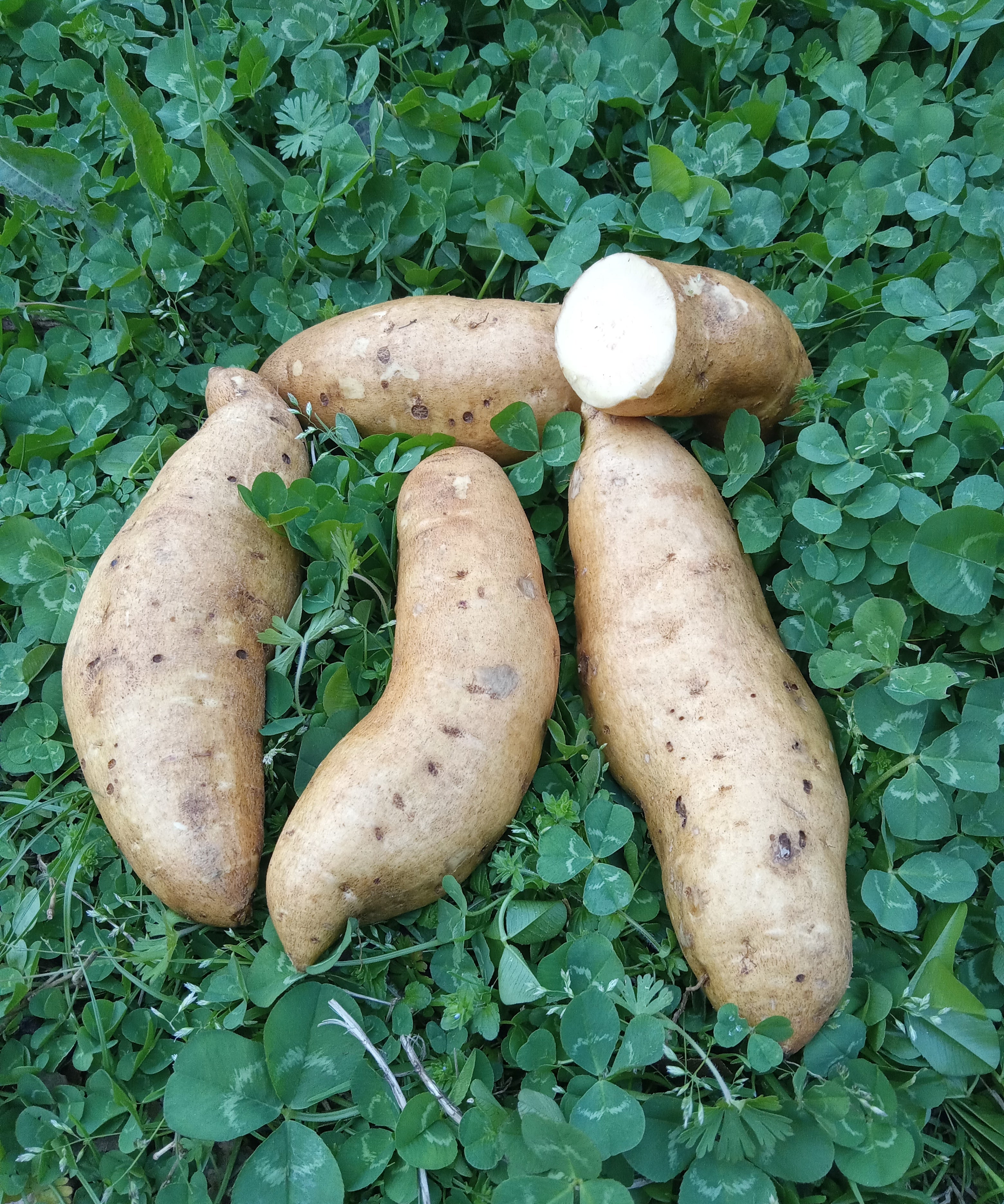 Norton Sweet Potatoes - Sow True Seed