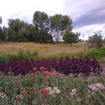 Amaranth Seeds- Opopeo - Sow True Seed