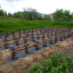 Amaranth Seeds- Opopeo - Sow True Seed
