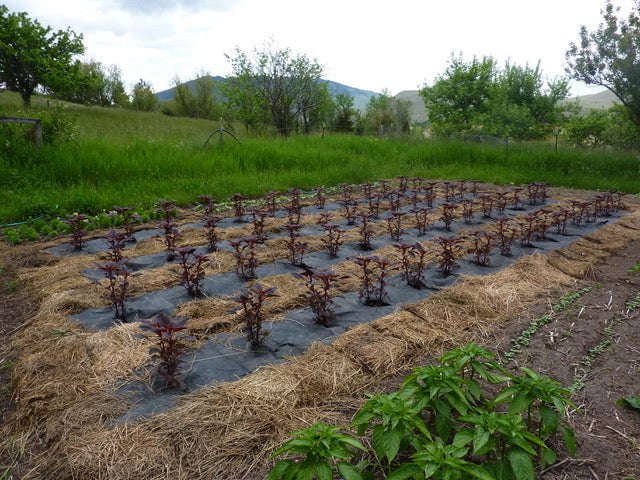 Amaranth Seeds- Opopeo - Sow True Seed